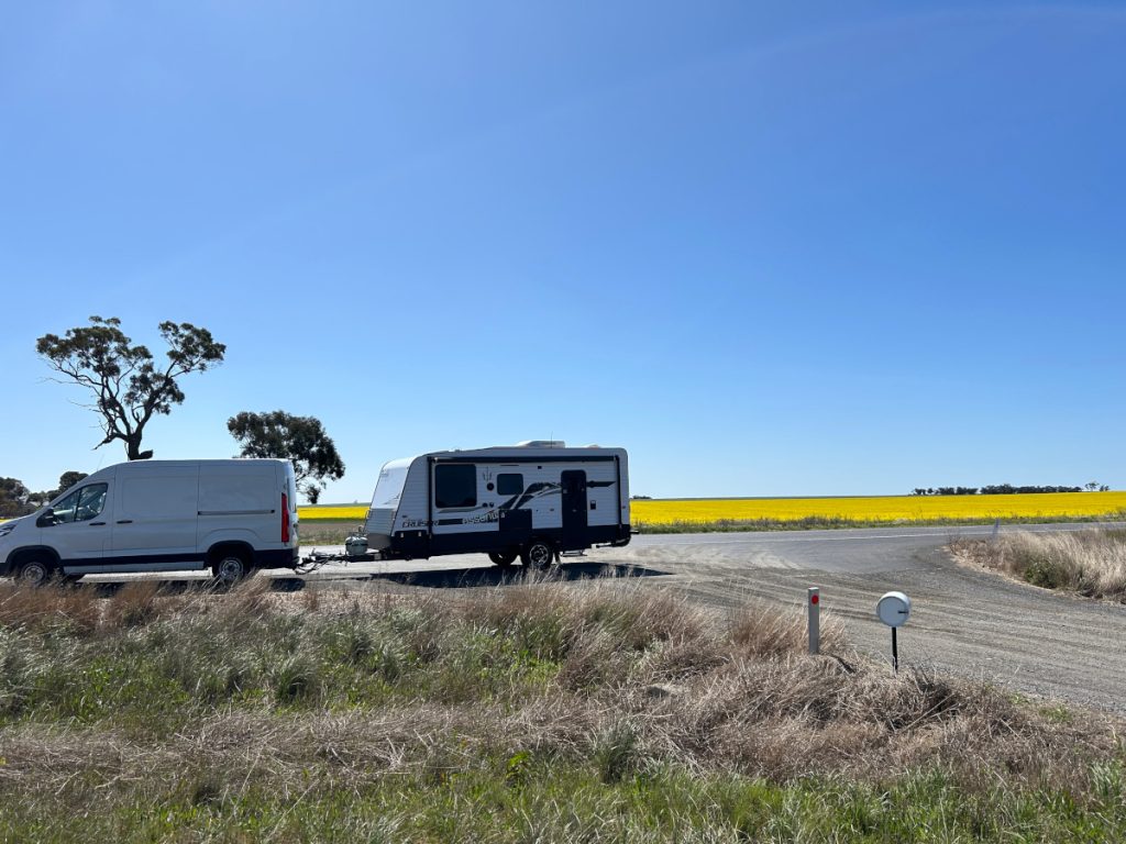 Canola fields