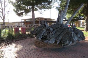 The Big Mallee Stump